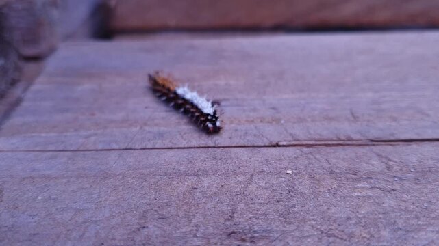 A static macro close-up shot of a Comma butterfly caterpillar (Polygonia c-album) crawling upwards on a wooden surface. The camera captures a detailed view of its spiky body and rear end 