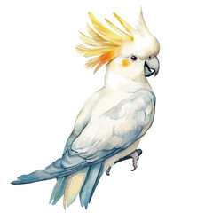 watercolor of Cockatoo Soft And Charming draw illustration, isolated on a white background. © zenvor