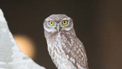Obraz premium great horned owl