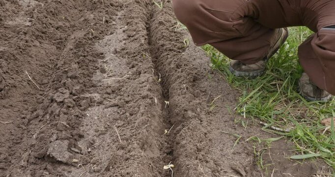 Close-up of a farmer carefully planting seeds one by one into the freshly tilled soil, preparing for the upcoming growing season in a sustainable and organic vegetable garden.