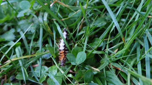 Top-Down Macro of Comma Butterfly Caterpillar Pushing Downwards Through Dense Gr