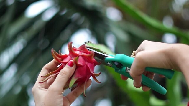 Close Up of Farmer Hands Harvesting Fresh Dragon Fruit with Pruning Shears in Orchard. Woman Cutting Ripe Red Dragon Fruit from Cactus Plant Using Garden Secateurs. Harvesting Pitahaya in India.