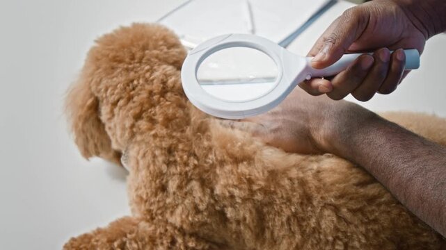 African American male veterinarian hands examining brown poodle dog fur with magnifying glass. Video ideal for veterinary clinic marketing and pet healthcare services