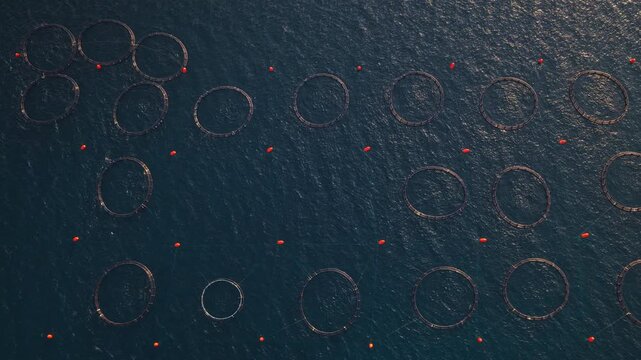 Aerial drone view of large circular cages for fish farming floating in the open sea, showcasing an aquaculture network dedicated to seafood production and the fishing industry business