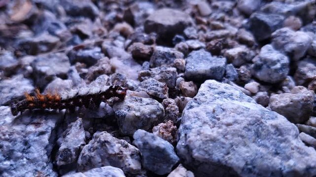Comma Butterfly worm (Polygonia c-album) Walking Across Rocks &ndash; Close Up