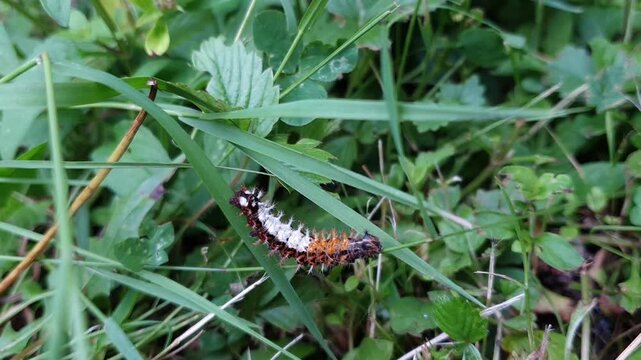 Comma Butterfly Caterpillar Losing Balance and Falling Off a Thin Blade of Grass