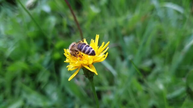 Close-up HD footage of a honey bee (Apis mellifera) collecting nectar and pollen from a yellow wildflower in a natural meadow. The bee feeds calmly before taking off, creating a be