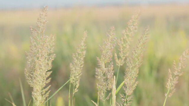 Close-up of delicate wild grass seed heads swaying softly in a gentle breeze across a serene, blurred green field under a soft sky. Perfect for natural backdrops, peaceful themes, and serene outdoor c