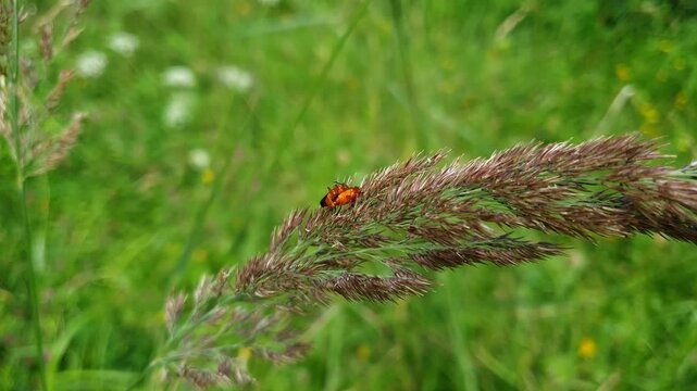 4K Mating Soldier Beetles (Rhagonycha fulva) Swaying on Meadow Foxtail Grass with Ladybug