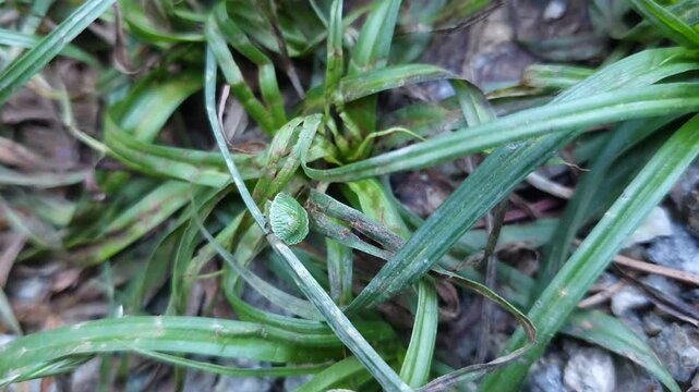 Close-up 4K footage of a green shield bug (stink bug) slowly crawling through fresh green grass in its natural habitat.