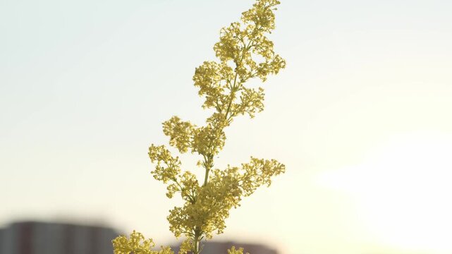Captivating shot of a unique, tiered tree with vibrant golden-green foliage, beautifully lit against a soft, bright sky. This serene natural pattern offers a calming and elegant backdrop for diverse d