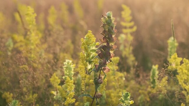 Close-up of a unique wild plant showcasing stacked green and reddish-brown buds or seed pods, gently swaying in a soft, golden light. A blurred background of yellow flowers adds depth to this serene n