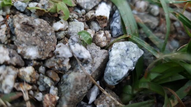 Green Shieldbug (Palomena prasina) Crawling Across Gravel and Grass &ndash; 4K Macro Wildlife Footage
