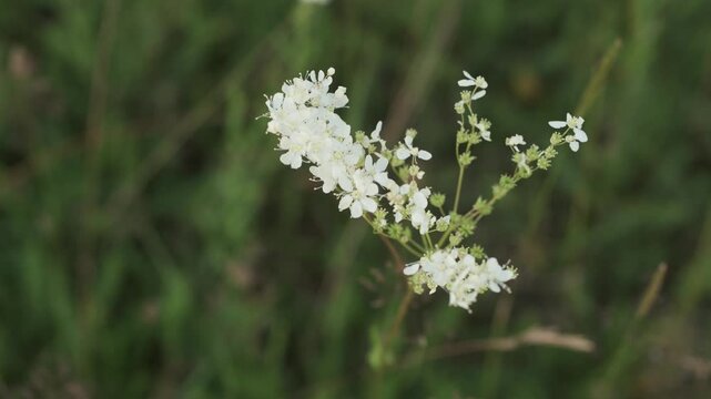 A cluster of delicate white wild flowers with tiny petals, gently swaying against a soft, out-of-focus green background. This tranquil close-up captures the subtle beauty of nature, evoking feelings o