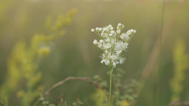 A delicate white Queen Anne's Lace flower (wild carrot) blooms gracefully in a sun-kissed meadow. The soft focus background highlights the intricate beauty of nature's simple elegance, perfect for ser