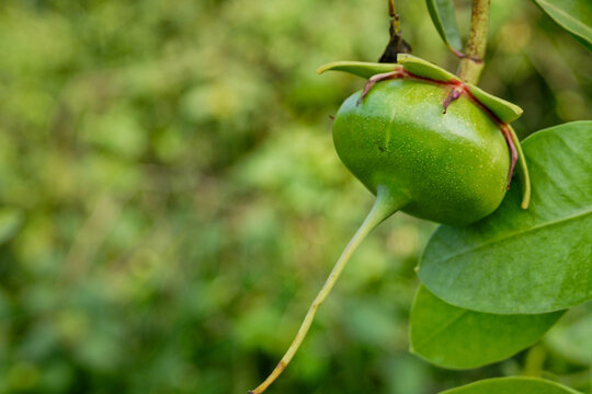 Close-up of a developing red mangrove propagule hanging from the tree in a tropical coastal ecosystem. Natural botanical image illustrating mangrove reproduction, conservation, and biodiversity.
