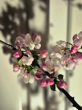 Pink Cute Cherry Blossom