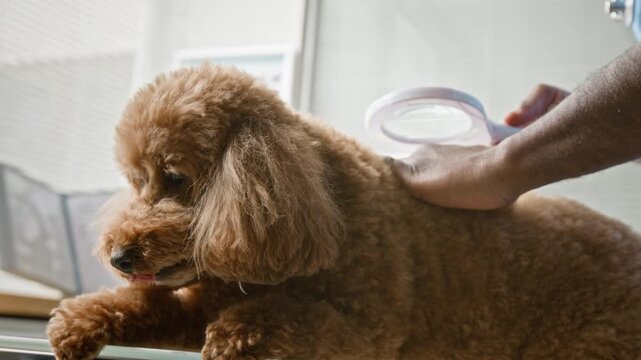 African American veterinarian examining brown poodle dog with magnifying glass during medical checkup. Clip is ideal for veterinary clinic advertising and pet care services promotion
