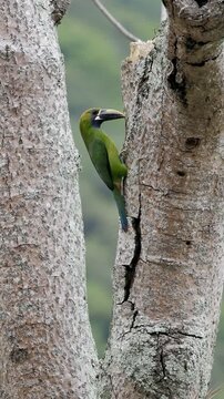emerald toucanet at the nest 
