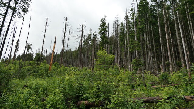 Dead spruce trees from bark beetle damage in Tatra Mountains forest, Poland