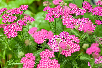 Vintage Violet Yarrow Achillea Millefolium Flowers Growing in Summer Garden © Anna Hoychuk