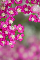 Vintage Violet Yarrow Achillea Millefolium Flowers Growing in Summer Garden © Anna Hoychuk