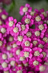 Vintage Violet Yarrow Achillea Millefolium Flowers Growing in Summer Garden © Anna Hoychuk