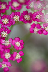 Vintage Violet Yarrow Achillea Millefolium Flowers Growing in Summer Garden © Anna Hoychuk