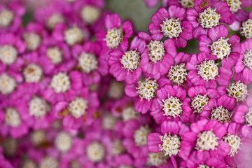 Vintage Violet Yarrow Achillea Millefolium Flowers Growing in Summer Garden © Anna Hoychuk