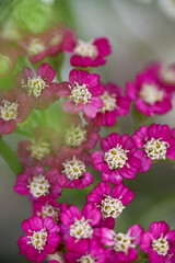 Vintage Violet Yarrow Achillea Millefolium Flowers Growing in Summer Garden © Anna Hoychuk