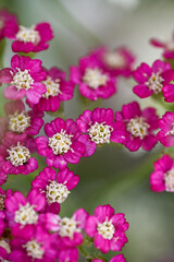 Vintage Violet Yarrow Achillea Millefolium Flowers Growing in Summer Garden © Anna Hoychuk