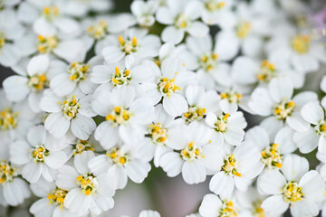 Close up of White and Yellow Yarrow Achillea Millefolium Flowers Growing in Summer Garden © Anna Hoychuk