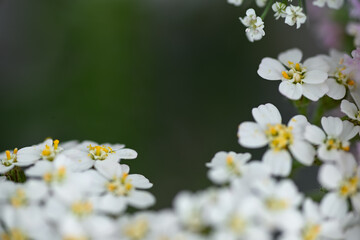 Close up of White and Yellow Yarrow Achillea Millefolium Flowers Growing in Summer Garden © Anna Hoychuk