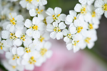 Close up of White and Yellow Yarrow Achillea Millefolium Flowers Growing in Summer Garden © Anna Hoychuk