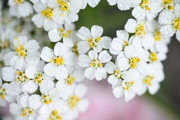 Close up of White and Yellow Yarrow Achillea Millefolium Flowers Growing in Summer Garden © Anna Hoychuk