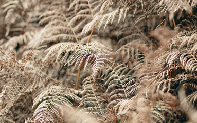 abstract golden fern texture for background © Melinda Nagy