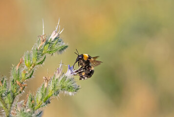 A macro close-up of a bumblebee collecting nectar from the depths of a purple flower using its proboscis. © TAMER YILMAZ