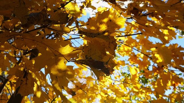 Golden maple leaves on tree branches gently swaying in wind with sunlight at background. Lush autumn yellow foliage swinging on the breeze at forest. Beautiful colorful fall season. Slow motion