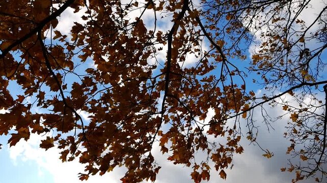 Low view of brown maple leaves on tree branches gently swaying in wind at parkland. Lush autumn yellow foliage swinging on the breeze at forest. Beautiful colorful fall season. Slow motion