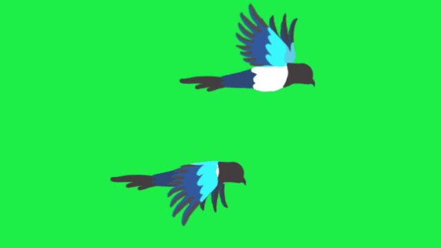 Two magpie birds flying animation on green screen, wildlife bird migration chroma key background footage