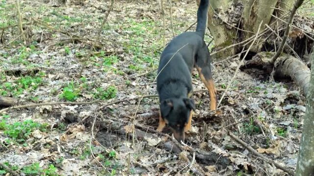 Dog digs in forest ground, exploring under leaves and branches, showcasing curiosity and engagement with natural environment