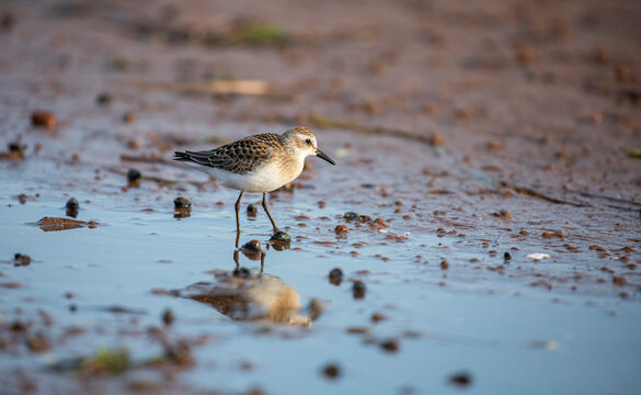 Semipalmated sandpiper along the shore