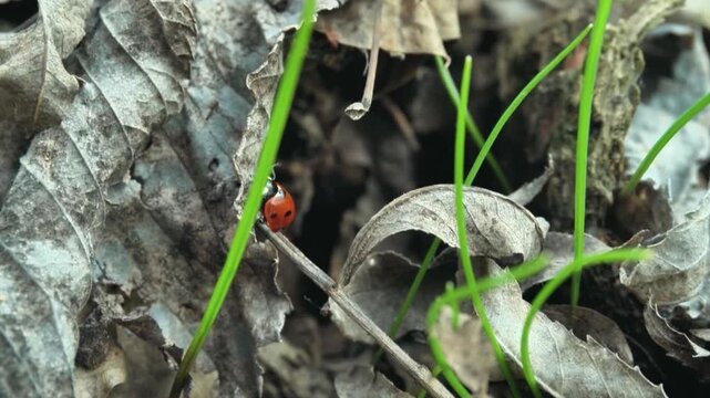 Ladybug crawls across dry leaves and green grass, showcasing its vibrant red shell and black spots in a natural outdoor setting