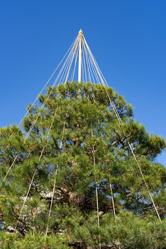 Traditional Japanese yukitsuri protecting a pine tree against snow