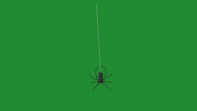 Black spider hanging from web thread on green screen background, halloween scary insect chroma key animation loop
