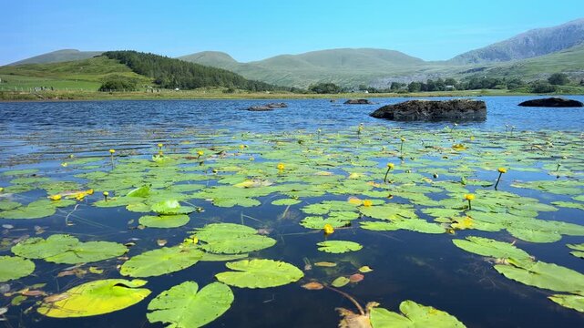 Lake Llyn y Gader with Blooming Yellow Water Lilies and Mountains in Rhyd Ddu, Snowdonia Eryri National Park, Wales, UK