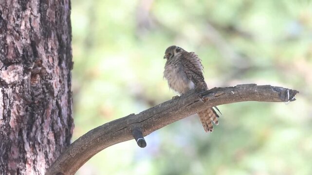 A fledgling American kestrel (Falco sparverius) perches on a bare branch and looks around in a Lassen County, California backyard.