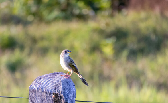 White-lined Tanager perched on a fence