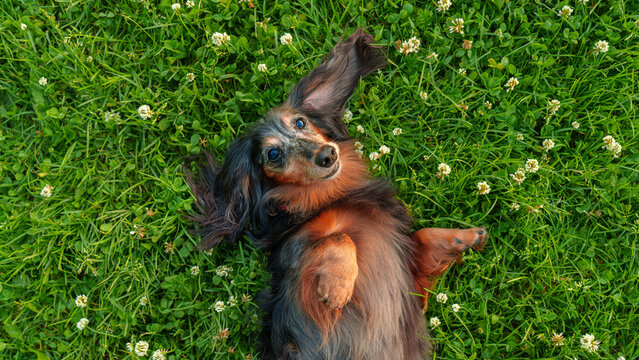 Saint-Petersburg, Russia - June 30 2026, close-up view of a cheerful long-haired dachshund lying on green grass, at daytime, St. Petersburg, Russia