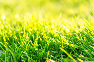 Obraz premium Soft blurred green and yellow grass blades create a dreamy natural texture, glowing meadow scene